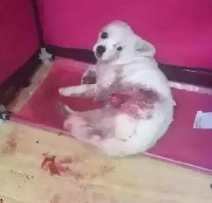 爆料视频狗 第3张 爆料视频狗 第3张